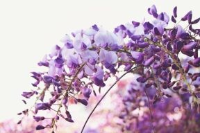 紫色風暴限時綻放！全台8大「紫藤花景點」等你來拍