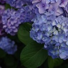 錯過再等一年！網議8大繡球花景點，「這幾個地方」美到不像話