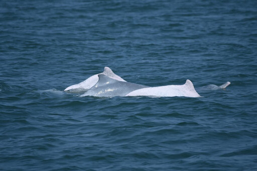 海保署結合各界力量 共同守護白海豚