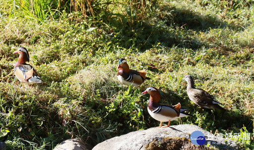 杉林溪生態豐沛 鴛鴦育雛成功小群出現嬉戲覓食
