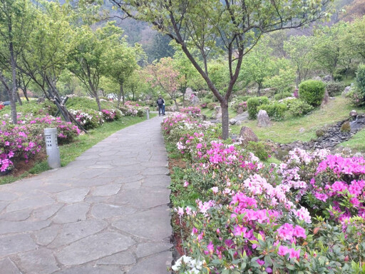 陽明山3月賞花特報 櫻花、杜鵑、水仙處處開