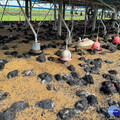 雲林縣土雞場確診H5N1 撲殺7505隻土雞