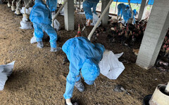東勢土雞場確診H5N1禽流感 廖培志籲業者提高警覺