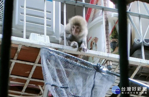 板橋民眾通報巷弄有幼猴攀爬 動保處誘捕找出飼主依法開罰