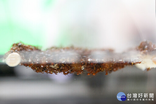 紅火蟻在水面結筏的原因？ 清華大學推翻表面張力說