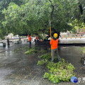 臺南公園珍貴老樹多 工務局邀市民加入「護樹使者」行列