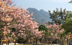清明連假來台南 享受春季繁花勝景