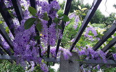 大安森林公園錫葉藤滿開 紫瀑花廊向您招手