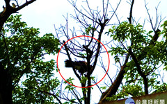 最萌猛禽「栗翅鷹」受困樹上 桃市動保處成功救援