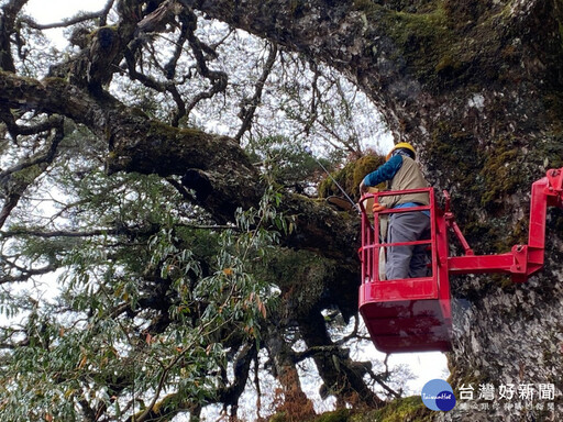 塔塔加900歲大鐵杉生病了 專家健檢診治