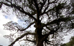 塔塔加900歲大鐵杉生病了 專家健檢診治