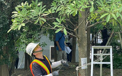 落實樹木保護 新北樹木修剪認證課程即將開跑