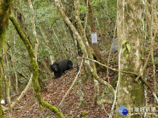再傳台灣黑熊遭槍殺身亡 玉管處：無法排除夜間盜獵可能性