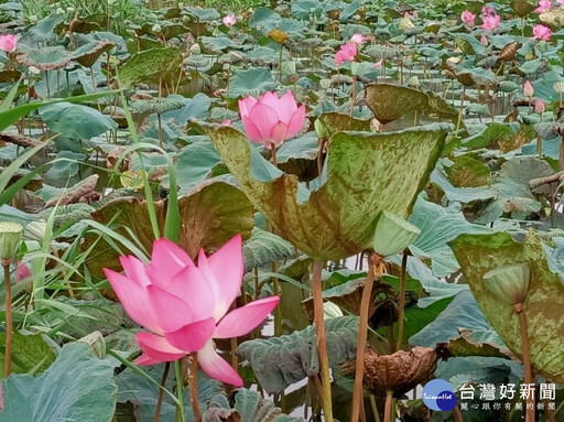 夏季賞荷「正逢時」 大漢溪濕地荷花綻開