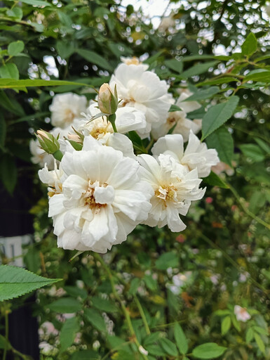 玫瑰園夏季百花宴 賞花、賞樹一站式滿足