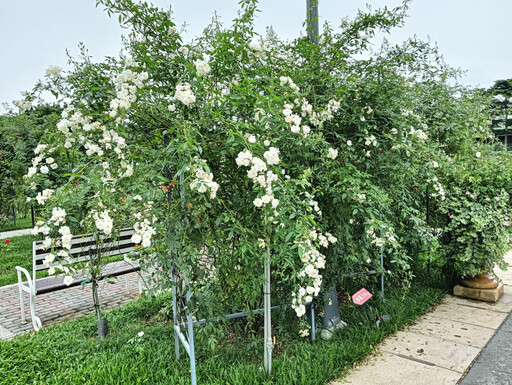 玫瑰園夏季百花宴 賞花、賞樹一站式滿足