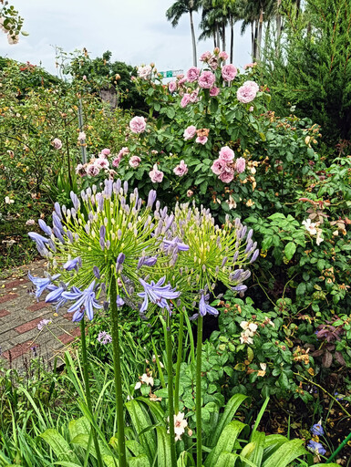 玫瑰園夏季百花宴 賞花、賞樹一站式滿足