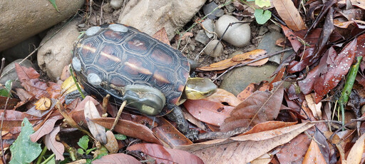 食蛇龜、柴棺龜生態服務給付 20位農民踴躍參加共同守護平安龜