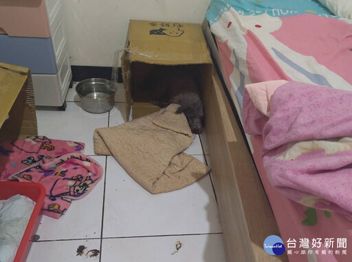 板橋公寓飼養大量犬違反動保法 新北動保處開罰