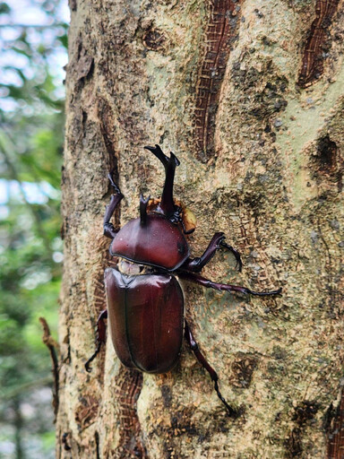 南港山水綠生態公園獨角仙現蹤 一窺甲蟲世界的奧秘