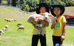 開心暑假 清境農場一日牧羊人超夯