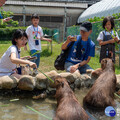 蘆竹炫YA農遊季圓滿落幕 大古山步道公園夜間燈持續飾閃耀至8月底