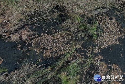 颱風過後浮現400隻死魚 民眾反映大里溪傳腐爛味道