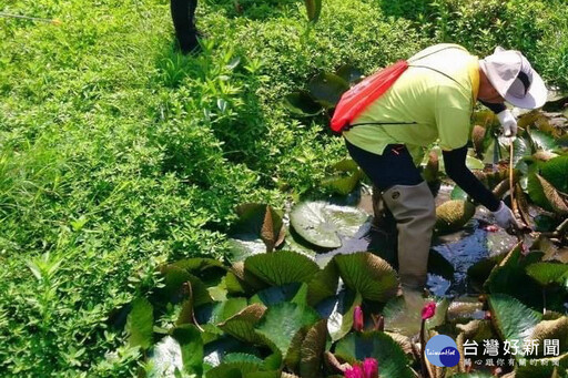 觀音蓮花園休閒農業區小旅行 18個別具特色農場蓮園等您探訪