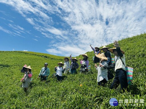 漫遊「天使花毯」璀璨美景 富里鄉六十石山金針花季登場