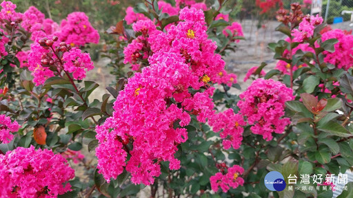 紫薇花盛開已近最後花期 賞花拍照錯過須再等明年