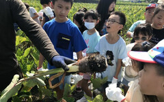 大甲德化國小學生體驗務農 下田樂拔芋頭嗨翻天