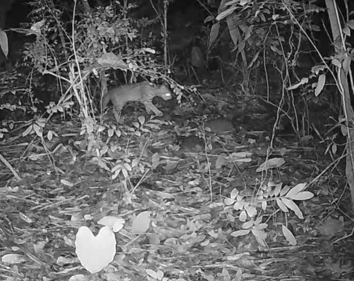 二水生態教育館拍攝到石虎活動畫面 成為野生動物保育推動基地