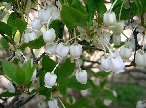 找找看！ 可愛吊鐘花就在典藏植物園