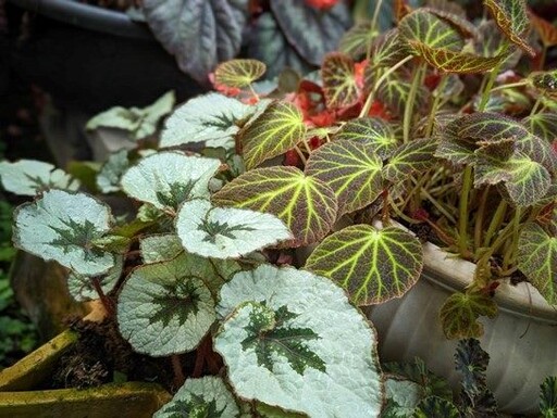 找找看！ 可愛吊鐘花就在典藏植物園