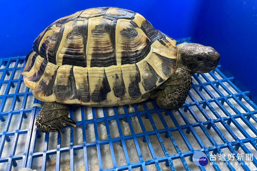 桃園113年度第三季非犬貓特殊寵物認養活動開跑 歡迎民眾踴躍參與認養