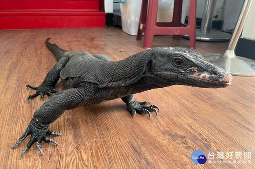 桃園113年度第三季非犬貓特殊寵物認養活動開跑 歡迎民眾踴躍參與認養