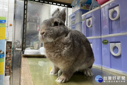 桃園113年度第三季非犬貓特殊寵物認養活動開跑 歡迎民眾踴躍參與認養