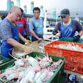 北海岸風箏節登場 富基魚市品蟹消費滿額送好禮