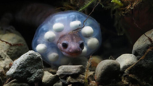 玉管處邀青少年守護阿里山山椒魚 國土永續長存