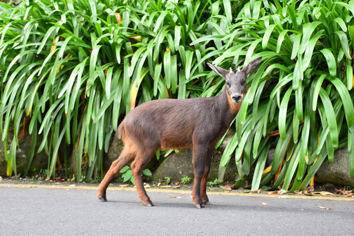 颱風釀道路中斷 杉林溪園區意外成野生動物天堂