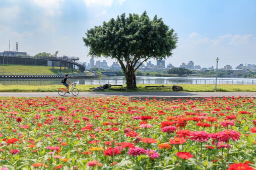 北市首波河濱花海登場 百日草花海進駐河雙21