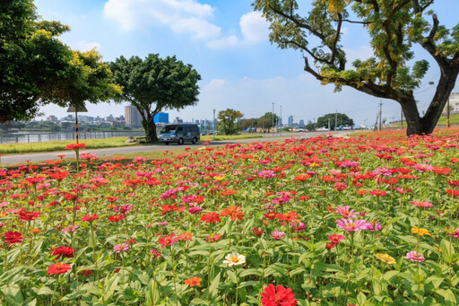 北市首波河濱花海登場 百日草花海進駐河雙21