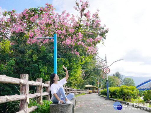 三峽美人樹花姿艷麗 揪伴相約打卡拍美照