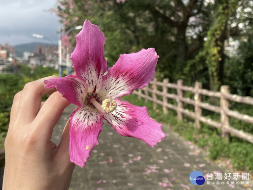 三峽美人樹花姿艷麗 揪伴相約打卡拍美照