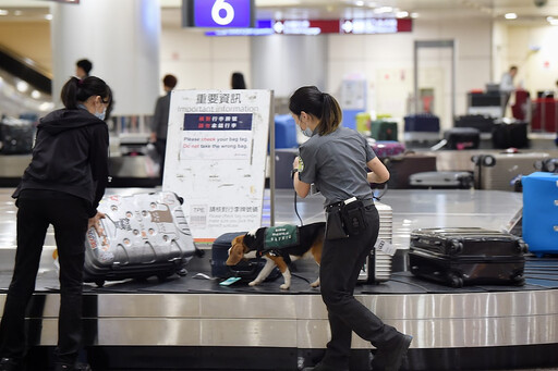 東亞唯二 農業部：WOAH正式列台灣為非洲豬瘟非疫國