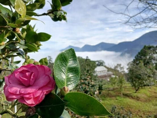 鳳凰自然教育園區茶花季11/9登場 五彩繽紛茶花齊綻放