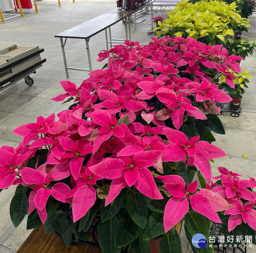 中興大學園藝系開發聖誕紅新品種「愛神」 連續五年榮獲獎項