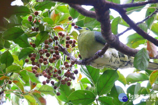 公園苦楝、烏臼結實 侯鳥報到開飯囉！