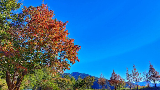 大雪山楓紅了 小雪山資訊站周邊楓紅率達6成