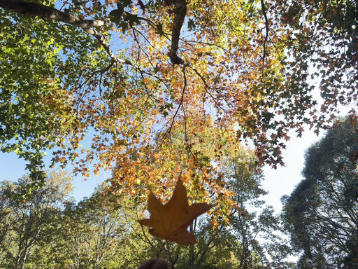 大雪山楓紅了 小雪山資訊站周邊楓紅率達6成